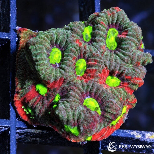 Rainbow War Coral Favites Favites sp. WYSIWYG coral frag with red, green, and burgundy tissue, bright neon green centers, and textured encrusting growth