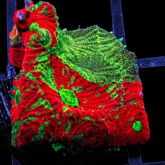 Rainbow War Coral Favites Favites pentagona WYSIWYG LPS coral frag with red and green color