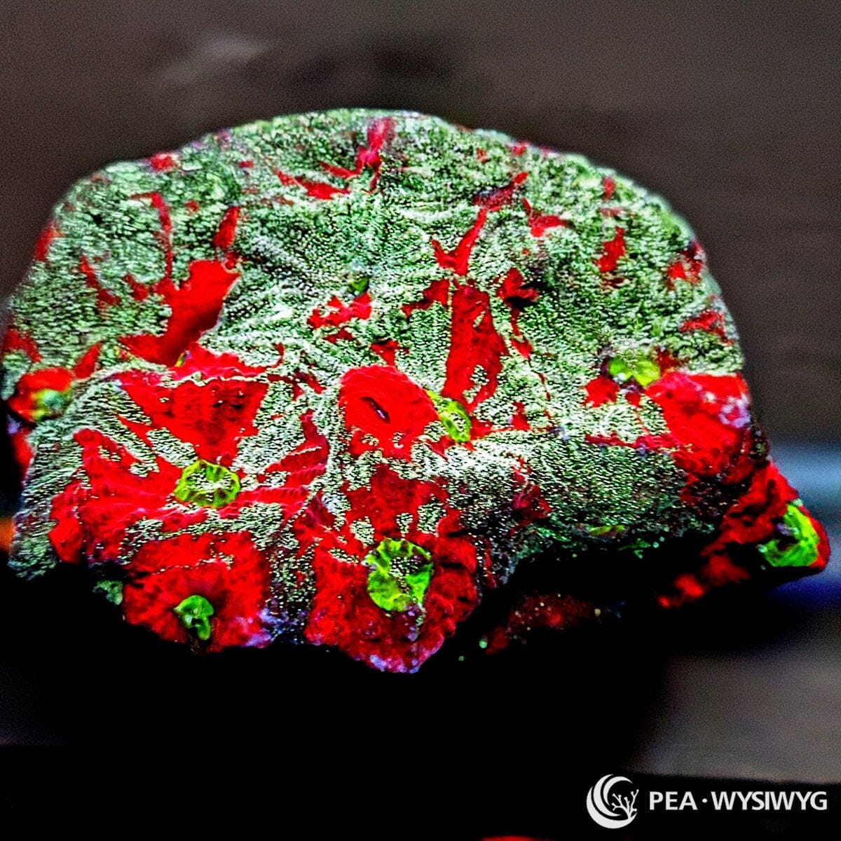 Rainbow War Coral Favites LPS coral with red, green and mottled coloration, WYSIWYG under $25 frag