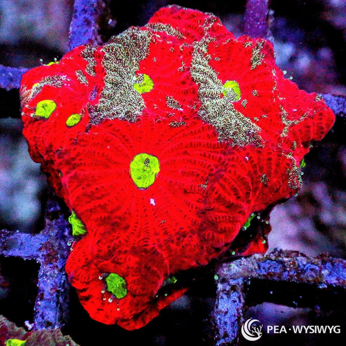 Rainbow War Coral Favites with bright red body and neon green mouths, WYSIWYG under $25 LPS coral frag