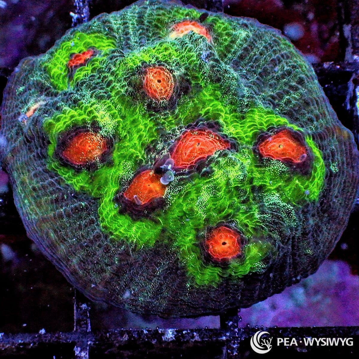 Raja Chalice Echinophyllia sp. WYSIWYG coral frag with green tissue, orange red eye centers, darker rim contrast, and textured encrusting plating growth