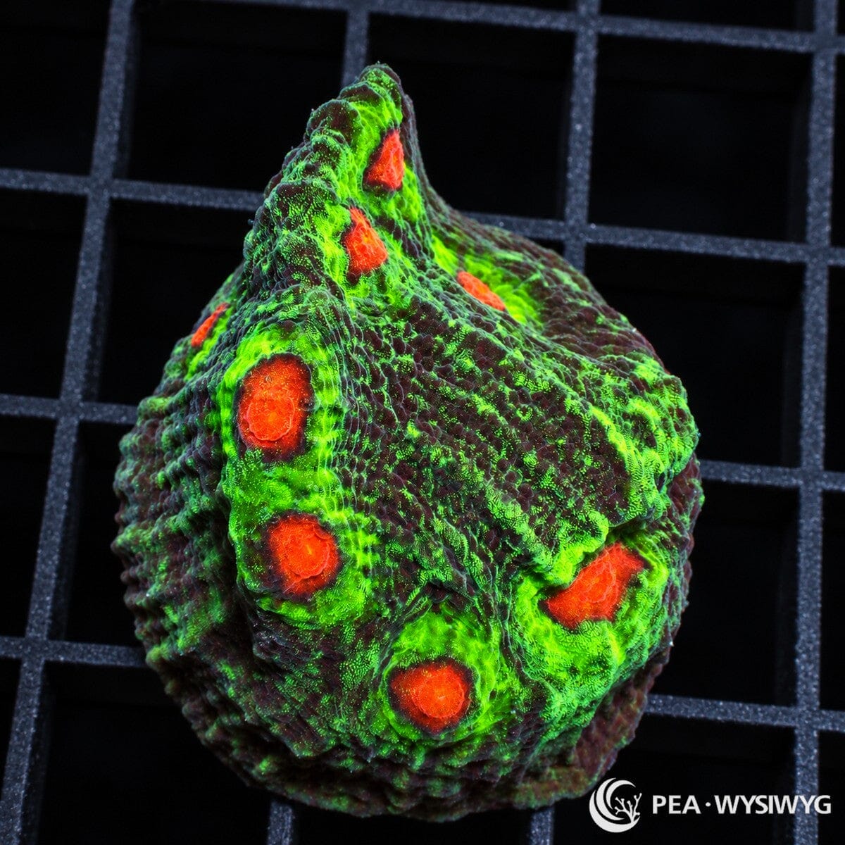 Raja Chalice Echinophyllia sp. with fluorescent green and burgundy tissue, raised corallites, and vivid orange-red centers