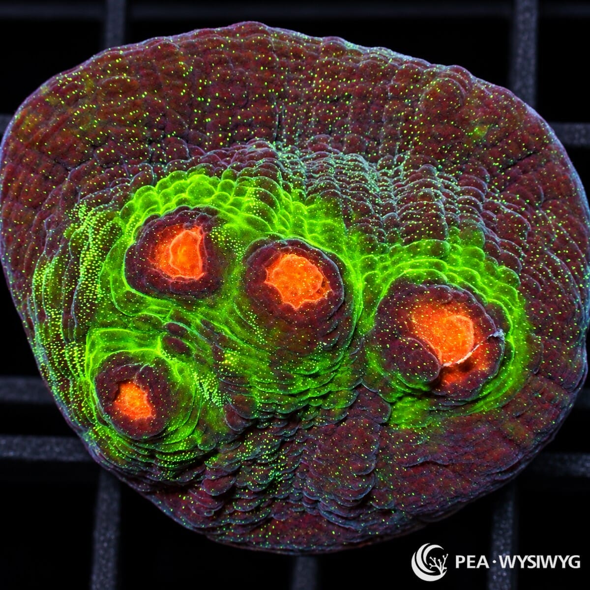 Raja Chalice Echinophyllia sp. coral with burgundy-purple tissue, fluorescent green ridges and speckles, and vivid orange-red corallite centers