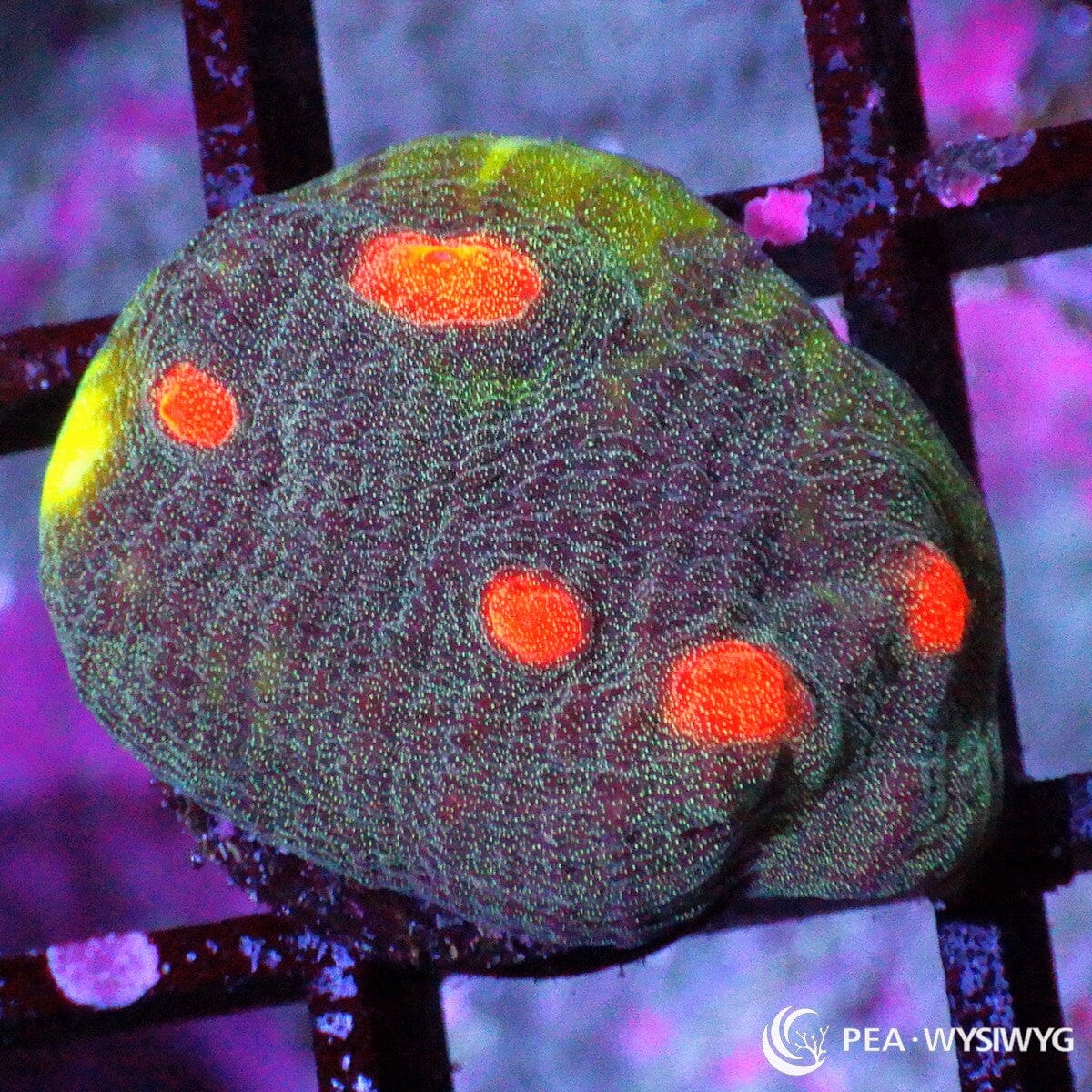Raja Chalice coral with dark green-blue base and bright orange eyes, WYSIWYG under $25 LPS coral frag from Pacific East Aquaculture