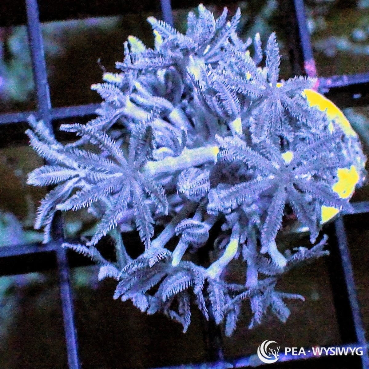 Rapid Pulse Xenia Xenia sp. WYSIWYG coral frag with lavender-gray stalks and feathery pulsing polyps