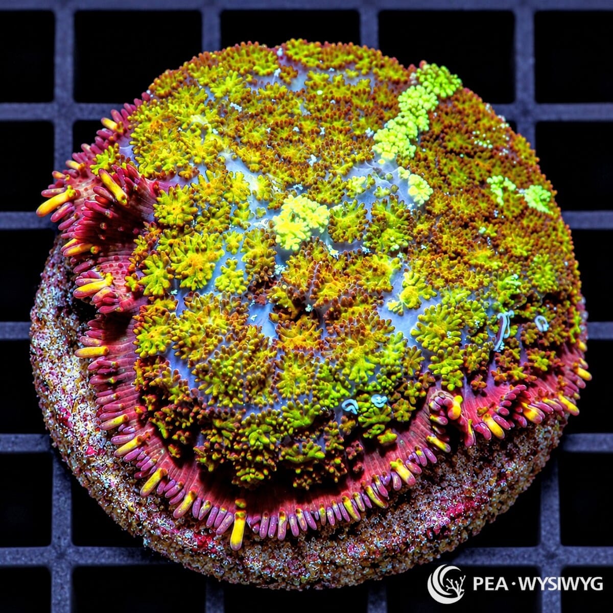 Rare Earth Carpet Mushroom Rhodactis sp. WYSIWYG coral with yellow-green, bronze, red, lavender, and pink textured coloration