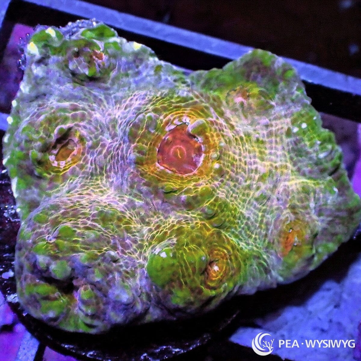 Rare Earth Chalice Echinophyllia sp. WYSIWYG LPS coral frag with green lavender base and orange-red eyes
