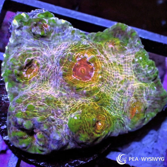 Rare Earth Chalice Echinophyllia sp. WYSIWYG LPS coral frag with green lavender base and orange-red eyes