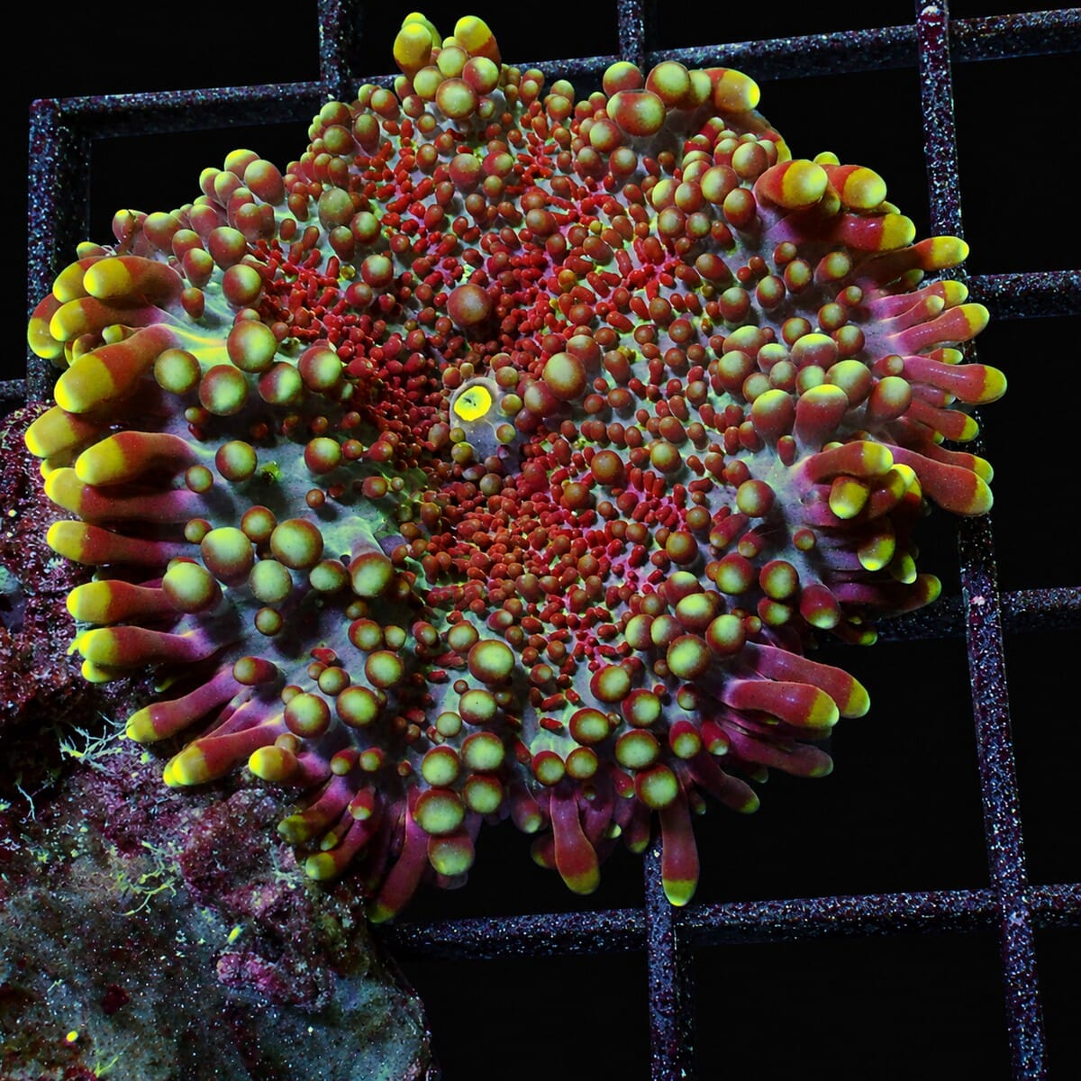 Rare Gems Ricordea Yuma Ricordea yuma WYSIWYG mushroom coral with red yellow and green bubbles.