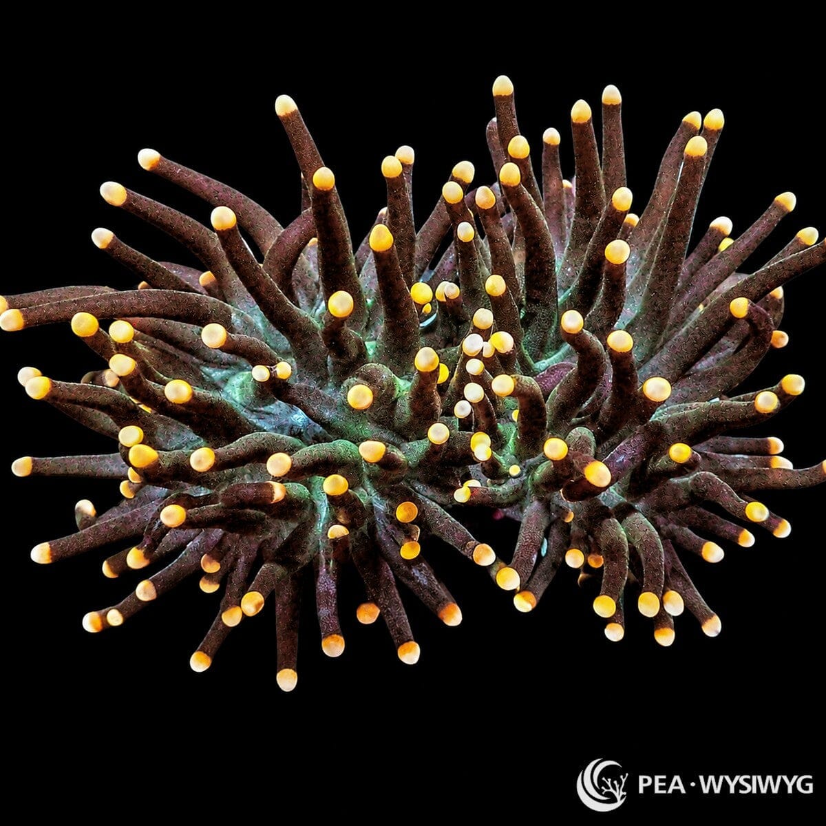 WYSIWYG Rare Orchid Torch Euphyllia coral with dark tentacles, orange tips, and teal base