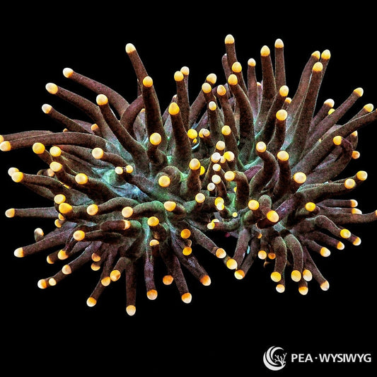 WYSIWYG Rare Orchid Torch Euphyllia coral with dark tentacles, orange tips, and teal base