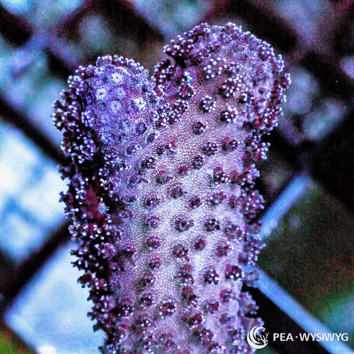 Raspberry Stylophora Stylophora sp. WYSIWYG coral frag with raspberry-purple branching growth and pale extended polyps