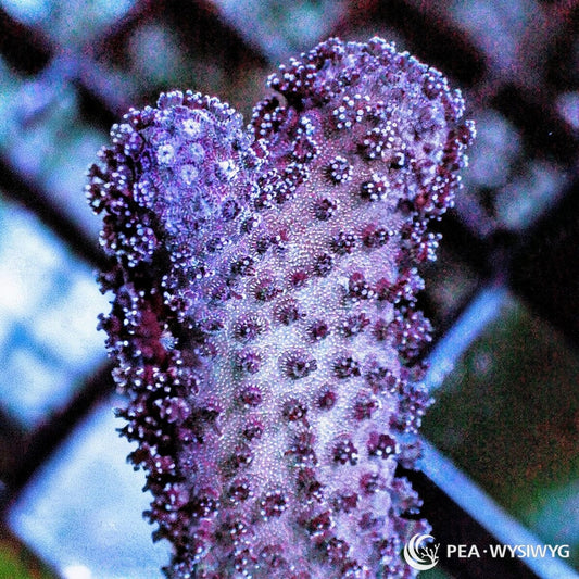 Raspberry Stylophora Stylophora sp. WYSIWYG coral frag with raspberry-purple branching growth and pale extended polyps