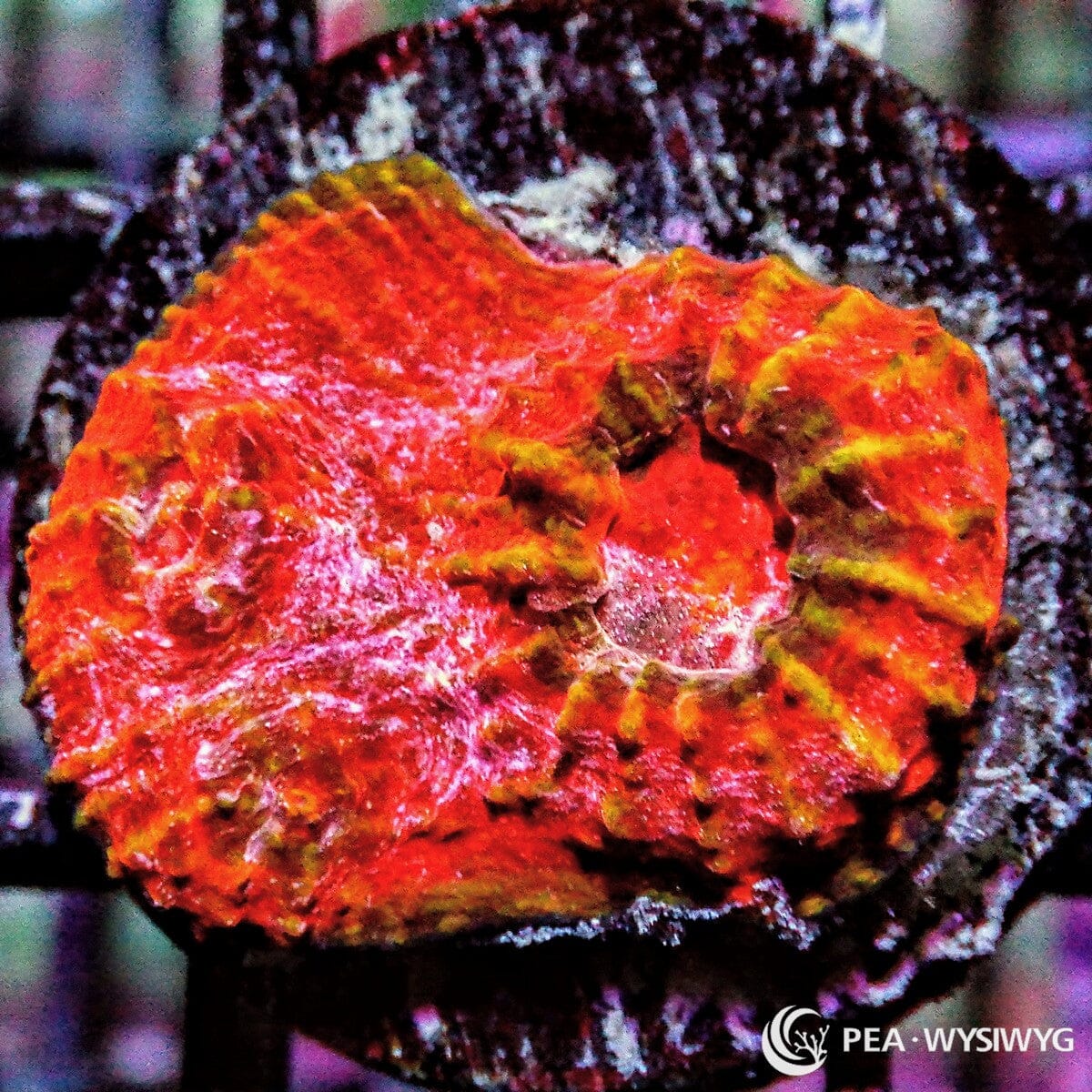 Really Red Chalice Echinophyllia sp. WYSIWYG coral frag with intense red orange tissue, golden undertones, and textured chalice growth