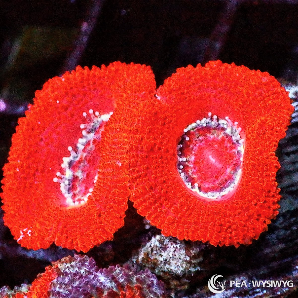 Red Acan Lordhowensis LPS coral with bright red fleshy polyps, WYSIWYG under $25 reef coral frag