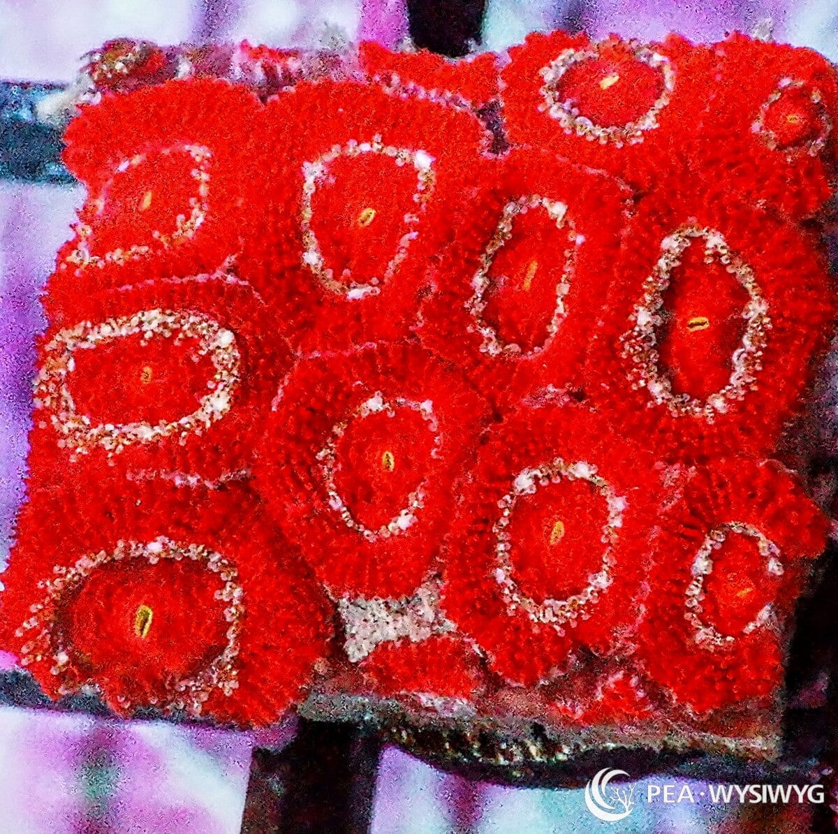 Red Acan Lordhowensis coral with bright red polyps and pale ring detail, WYSIWYG under $25 LPS coral frag