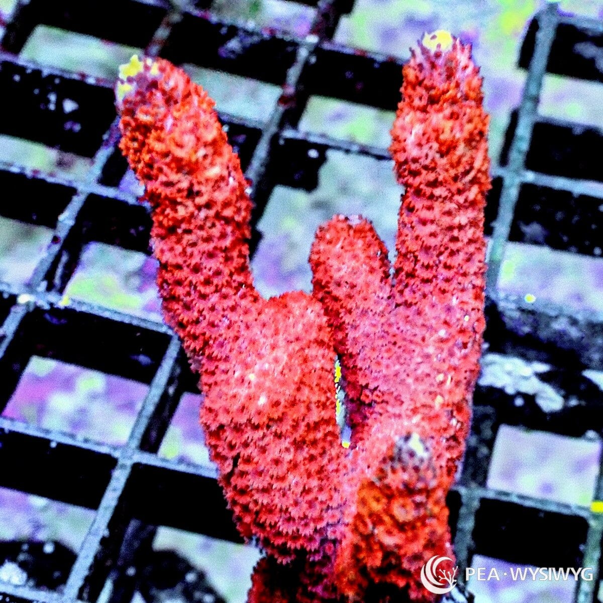 Red Branching Montipora Montipora sp. WYSIWYG coral frag with vivid red orange branches, fine polyp texture, and upright branching growth