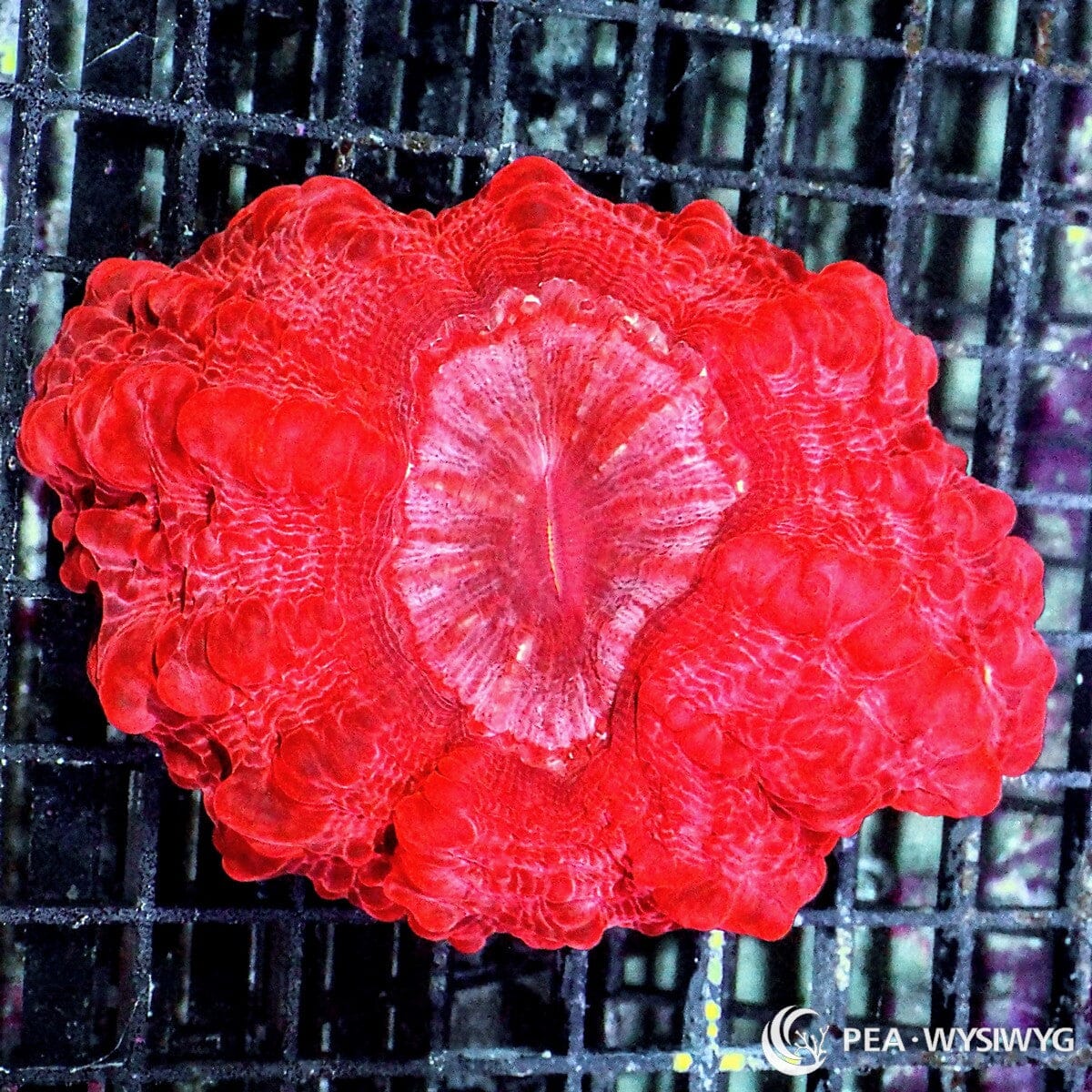 Red Cynarina Cynarina lacrymalis WYSIWYG coral colony with vivid red fleshy tissue, pink red center, and inflated open brain shape
