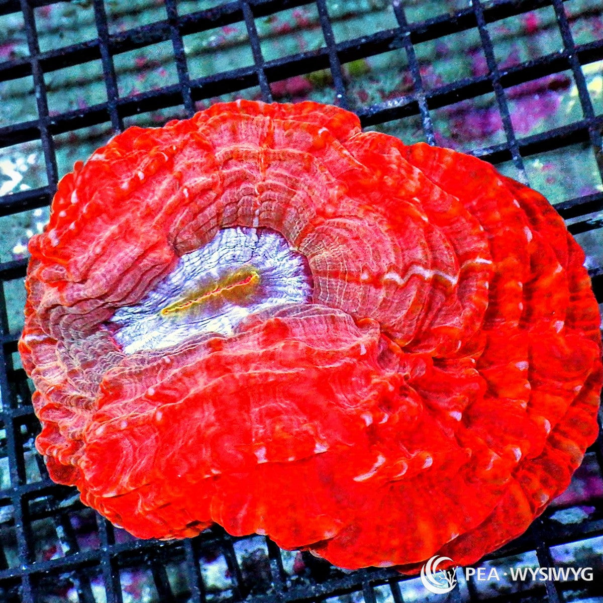 Red Cynarina Cynarina lacrymalis WYSIWYG LPS coral with bright red tissue and pale silver-blue center