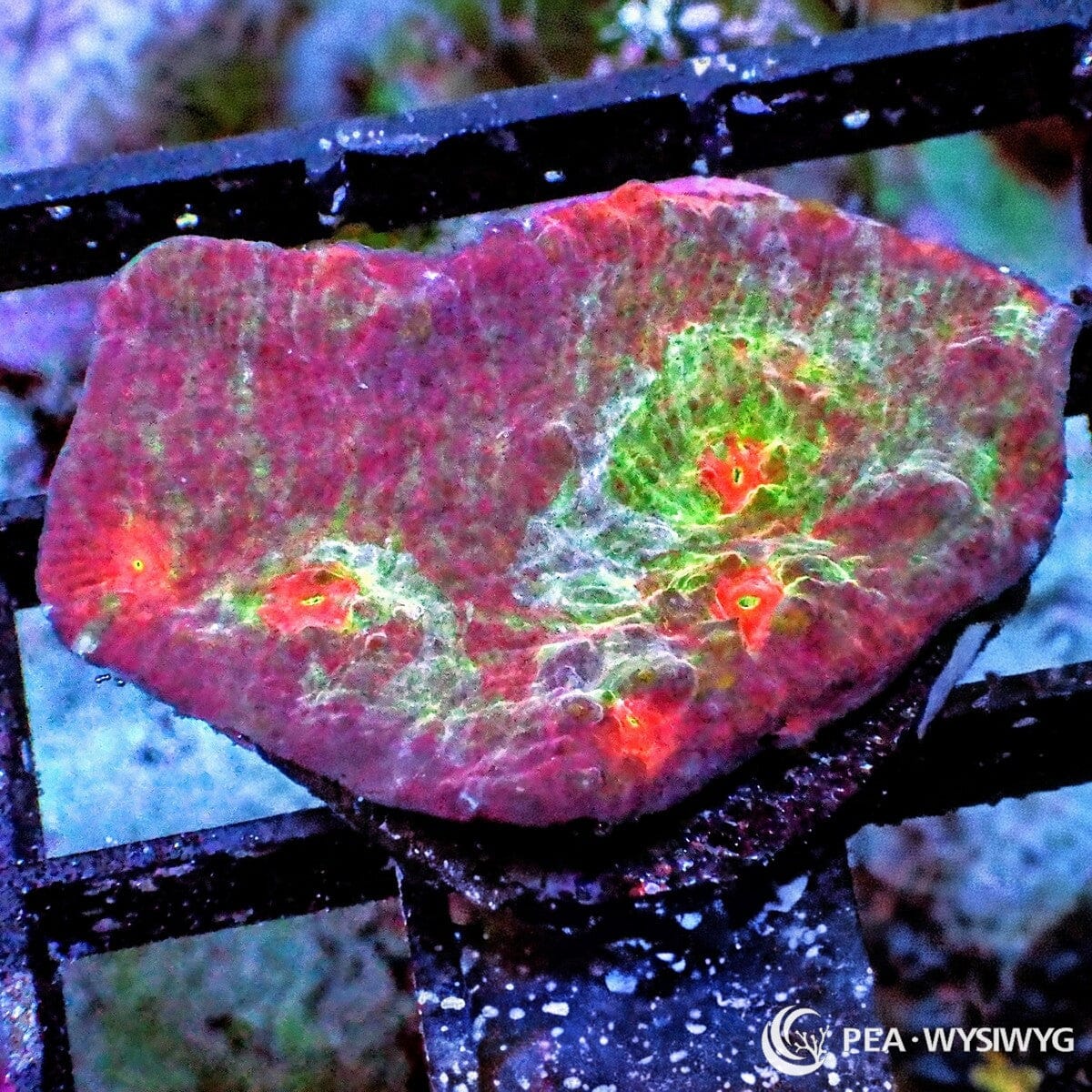 Red Dawn Chalice Echinophyllia sp. WYSIWYG coral frag with red pink tissue, green yellow orange highlights, glowing mouth centers, and textured encrusting plating growth