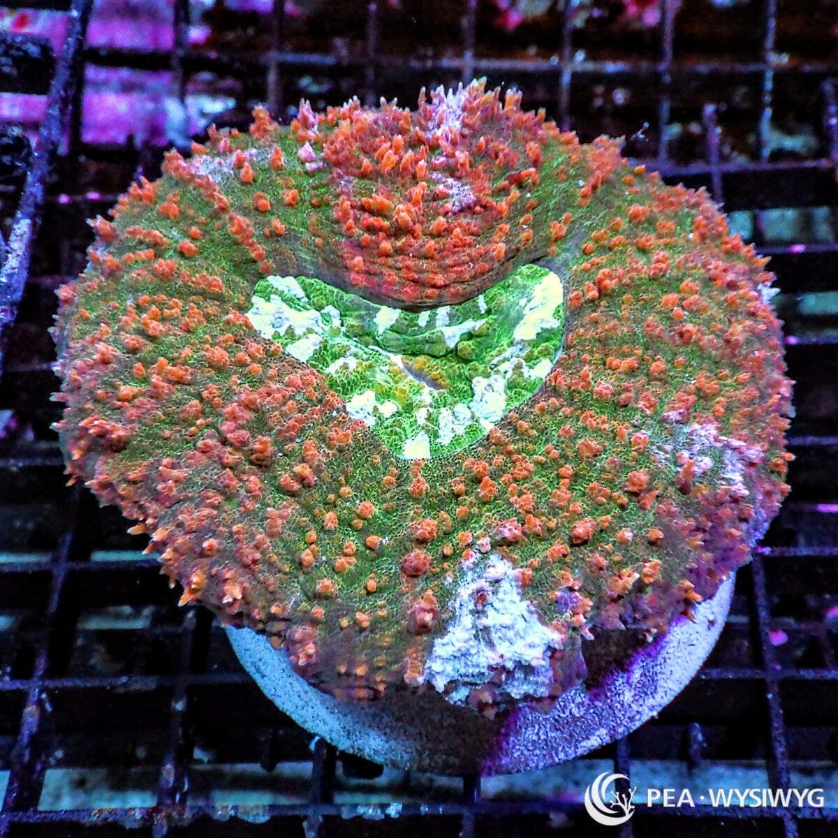 Red Green Lobophyllia Lobophyllia hemprichii WYSIWYG LPS coral colony with green base, red orange texture, and fleshy large polyps