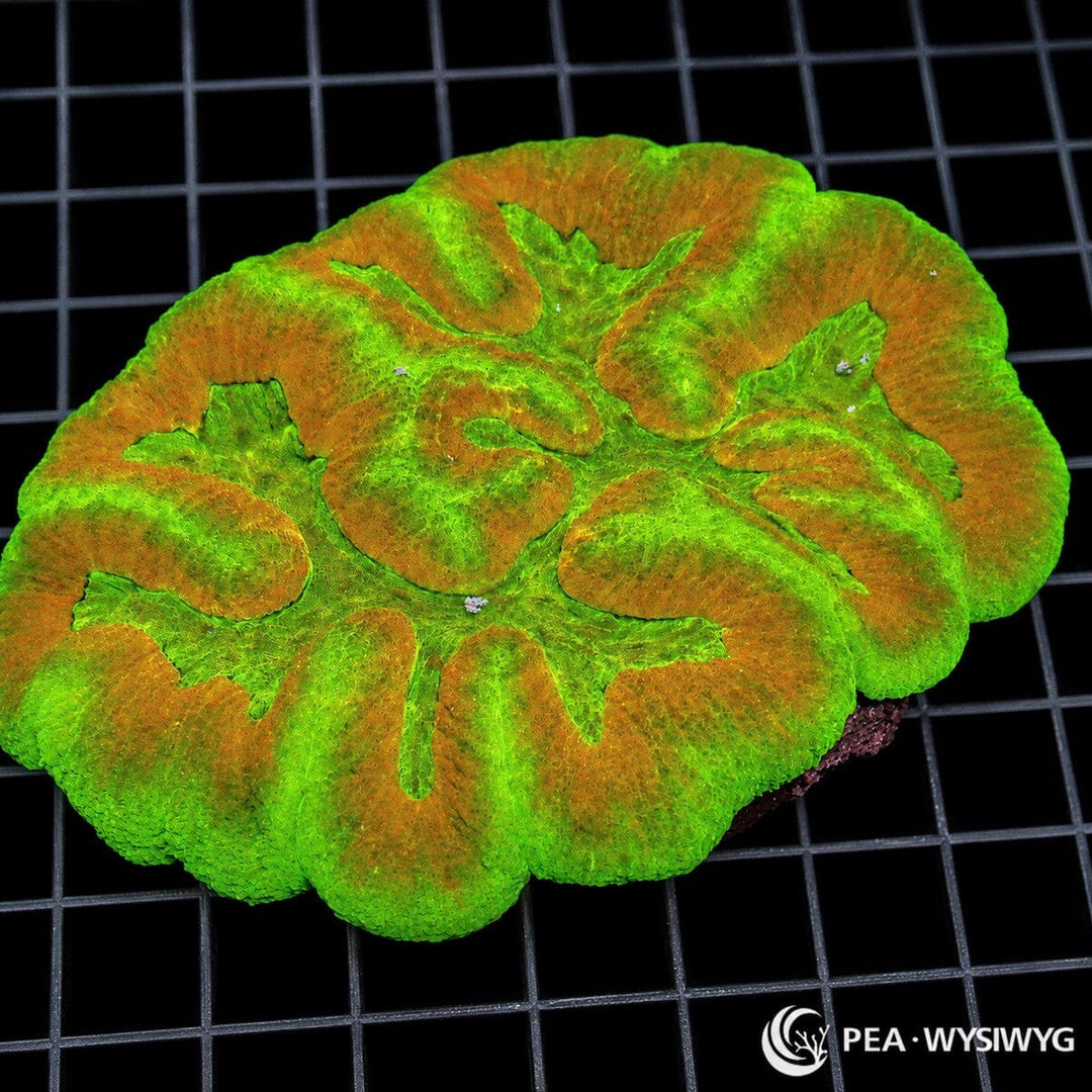 Red Green Symphyllia LPS coral colony WYSIWYG with green center and red outer pattern