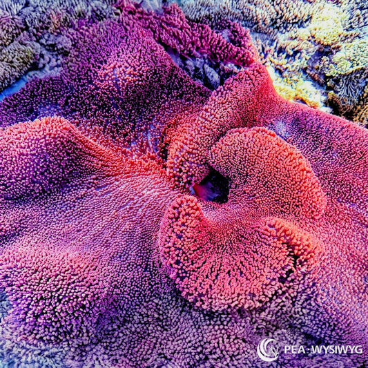WYSIWYG Red Haddoni Carpet Anemone in reef aquarium at Pacific East Aquaculture