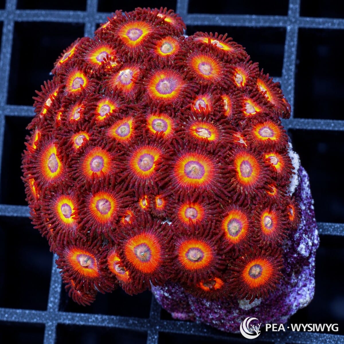 Red Hornet Zoanthids Zoanthus sp. with deep red skirts, bright orange-yellow rings, and pale centers in a dense coral colony