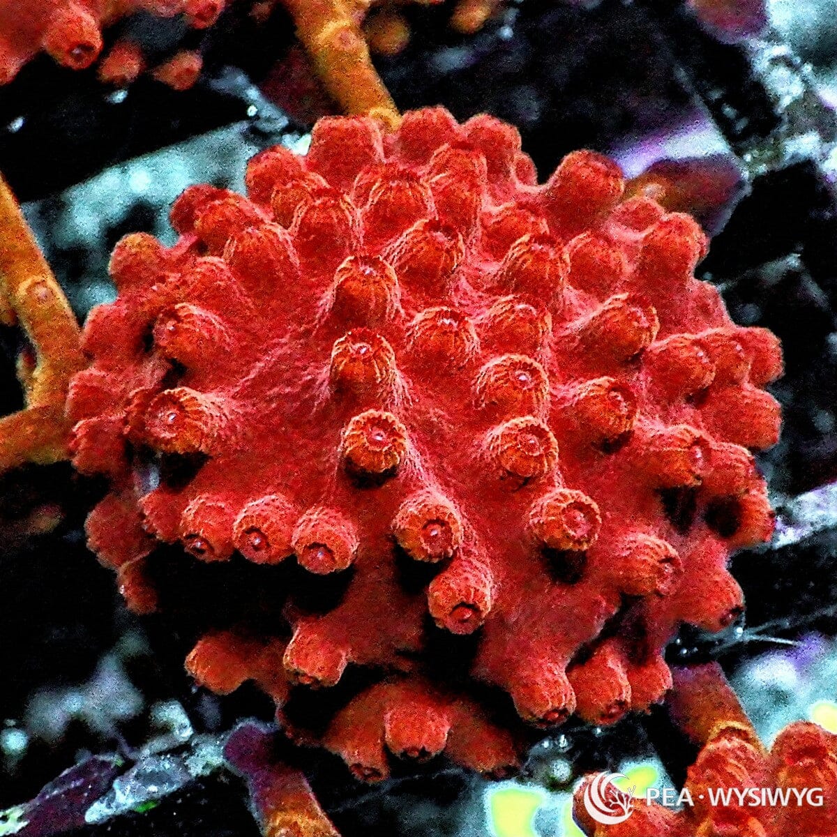 Red Hot Lava Cyphastrea Cyphastrea sp. WYSIWYG coral frag with intense red orange tissue, raised red polyps, and encrusting growth