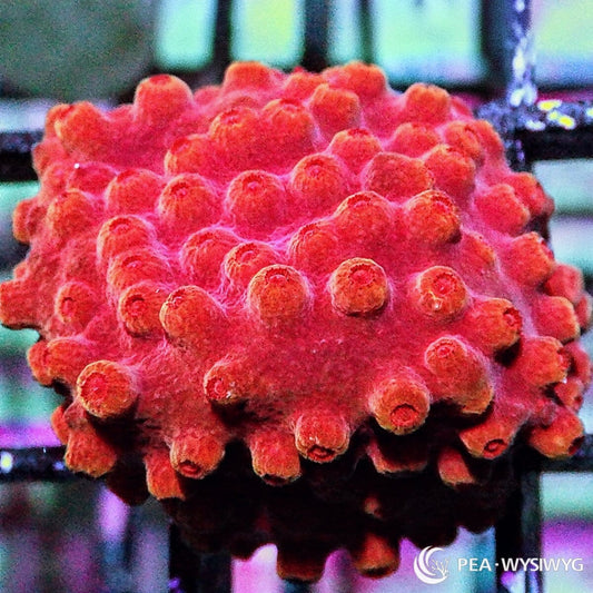 Red Hot Lava Cyphastrea Cyphastrea sp. WYSIWYG coral frag with fiery red orange tissue and raised red orange polyps