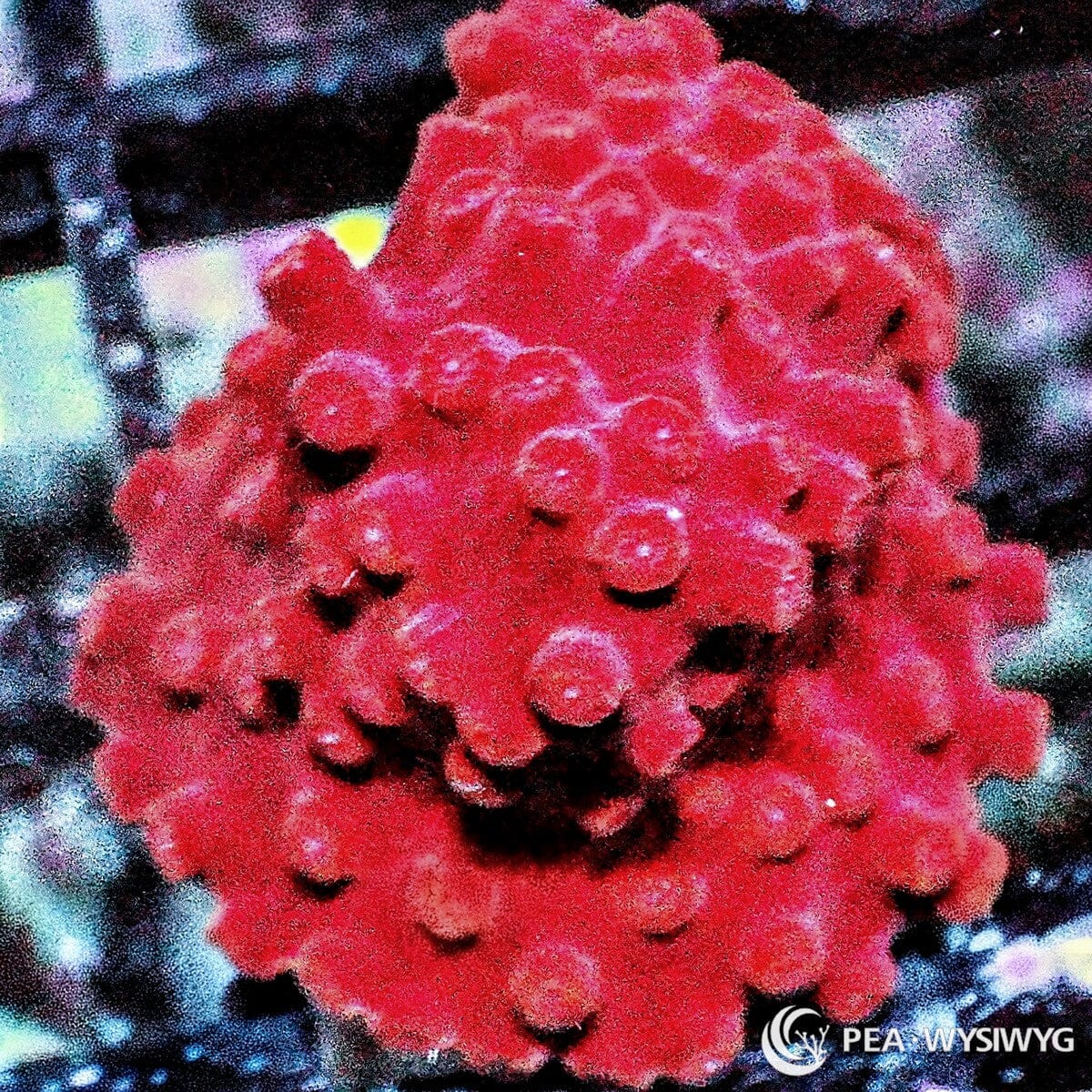 Red Hot Lava Cyphastrea Cyphastrea sp. WYSIWYG coral with an intense crimson-red encrusting surface and densely textured raised corallites