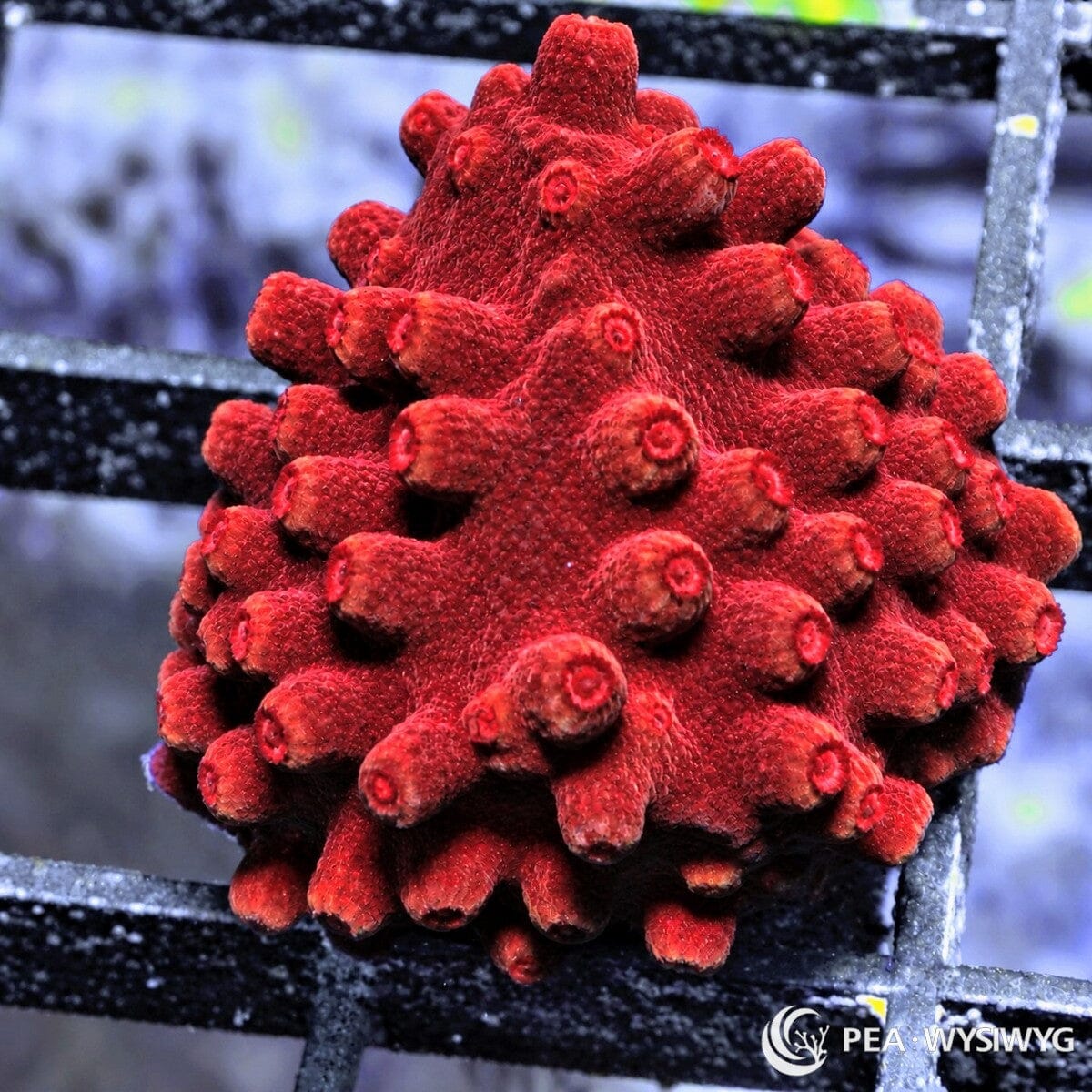 Red Hot Lava Cyphastrea Cyphastrea sp. WYSIWYG coral frag with intense red encrusting tissue, darker red corallites, and compact reef aquarium growth