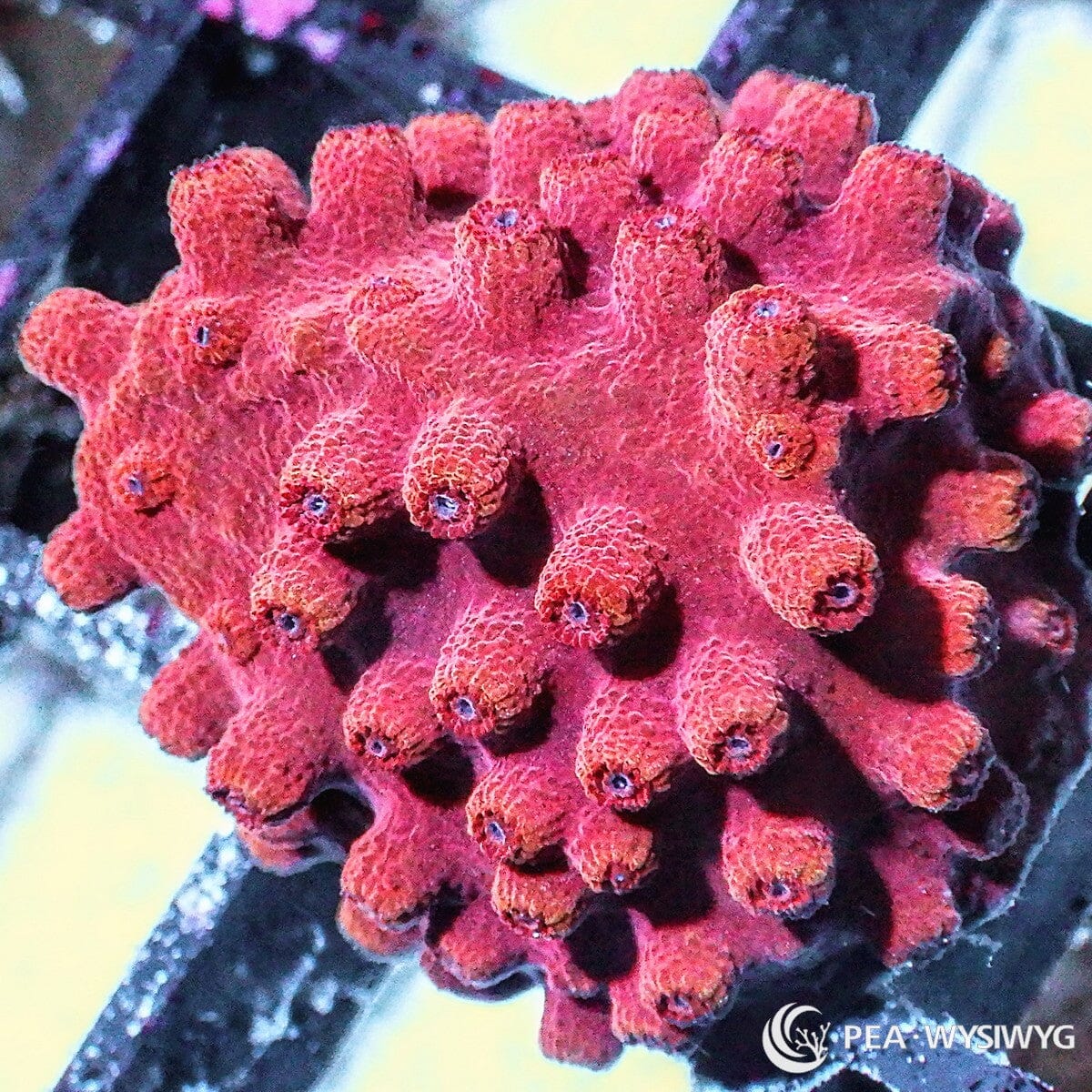 Red Hot Lava Cyphastrea aquacultured encrusting coral with vibrant red coloration and contrasting polyps