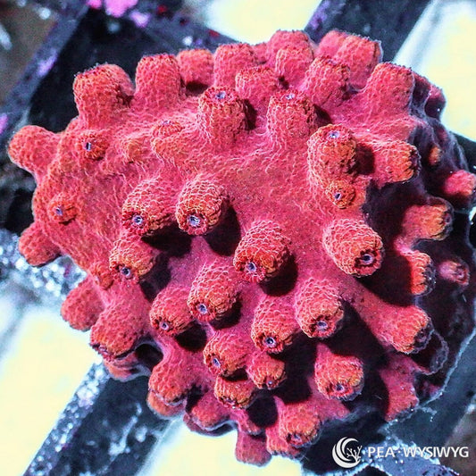 Red Hot Lava Cyphastrea aquacultured encrusting coral with vibrant red coloration and contrasting polyps