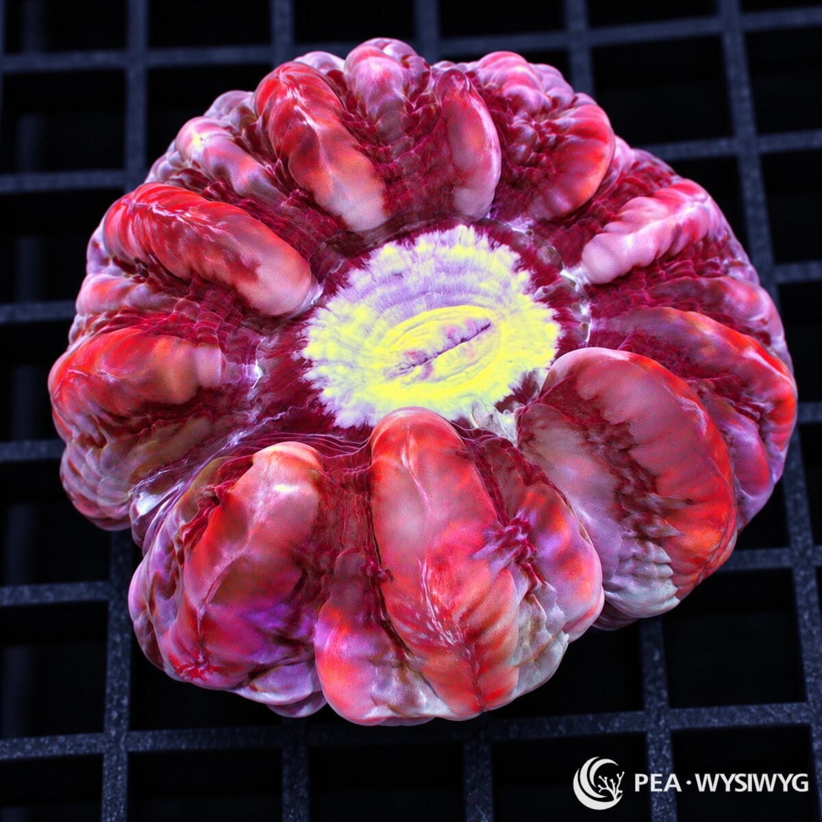 Red Indophyllia Indophyllia macassarensis coral with crimson-red fleshy folds, pale pink highlights, and a bright yellow-cream center