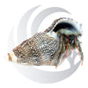 Red Leg Hermit Crab (Clibanarius spp.), omnivorous scavenger, small saltwater aquarium invert