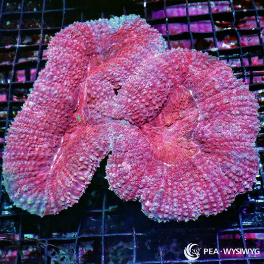 Red Lobophyllia Lobophyllia hemprichii WYSIWYG LPS coral colony with fleshy red pink tissue and subtle green highlights