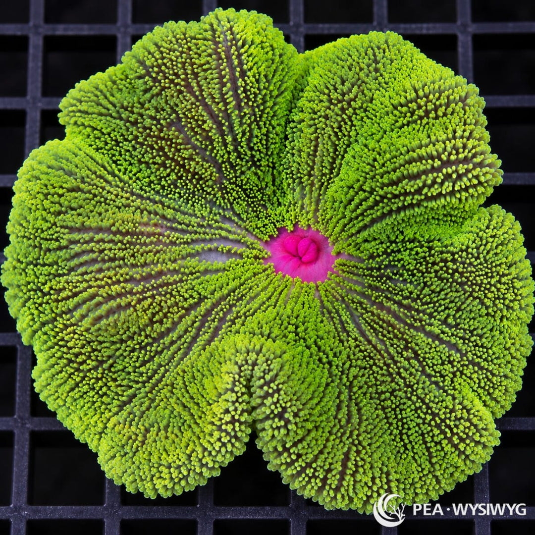 Red Mouth Green Haddoni Carpet Anemone (Stichodactyla haddoni) displaying dense fluorescent lime-green tentacles, subtle purple radial markings, and a vivid magenta-red central mouth. WYSIWYG specimen photographed at Pacific East Aquaculture.