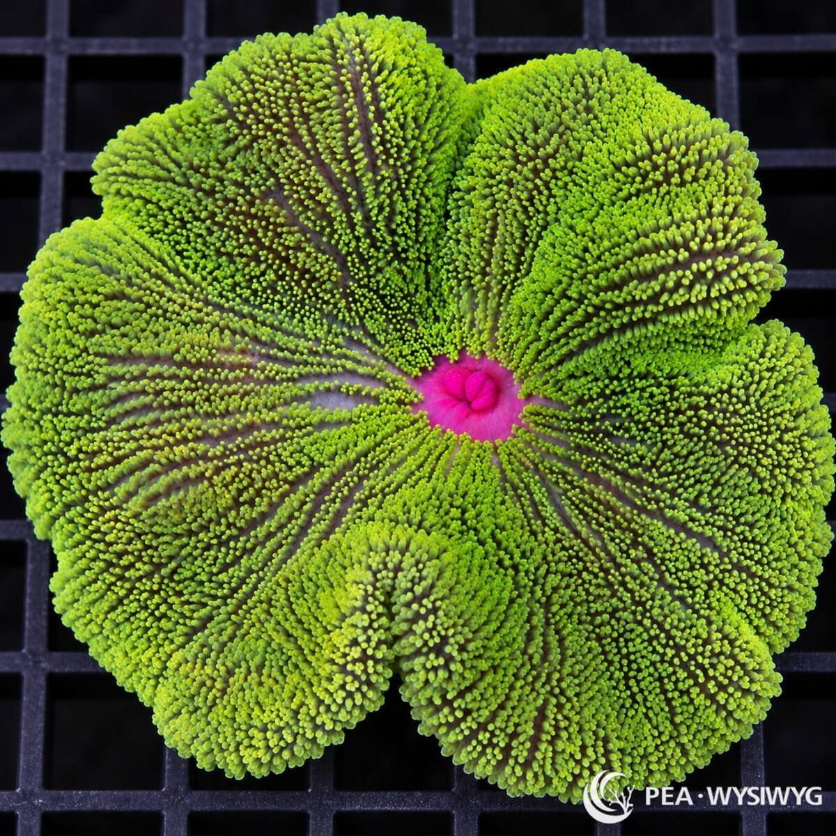 Red Mouth Green Haddoni Carpet Anemone (Stichodactyla haddoni) displaying dense fluorescent lime-green tentacles, subtle purple radial markings, and a vivid magenta-red central mouth. WYSIWYG specimen photographed at Pacific East Aquaculture.