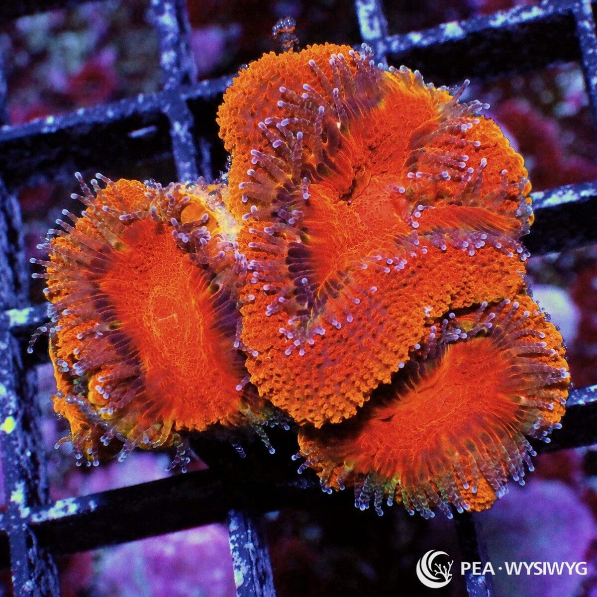 Red Orange Acan Lordhowensis Micromussa lordhowensis WYSIWYG LPS coral frag with vivid red orange fleshy polyps and extended feeder tentacles