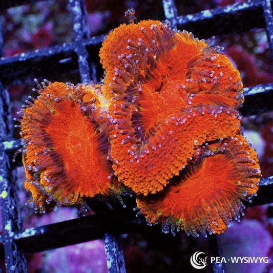 Red Orange Acan Lordhowensis Micromussa lordhowensis WYSIWYG LPS coral frag with vivid red orange fleshy polyps and extended feeder tentacles