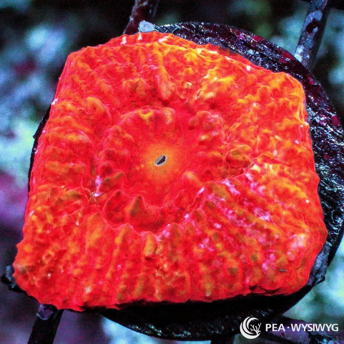 Red Orange Chalice Echinophyllia sp. WYSIWYG coral frag with fiery red orange tissue, golden highlights, central mouth, and textured chalice growth