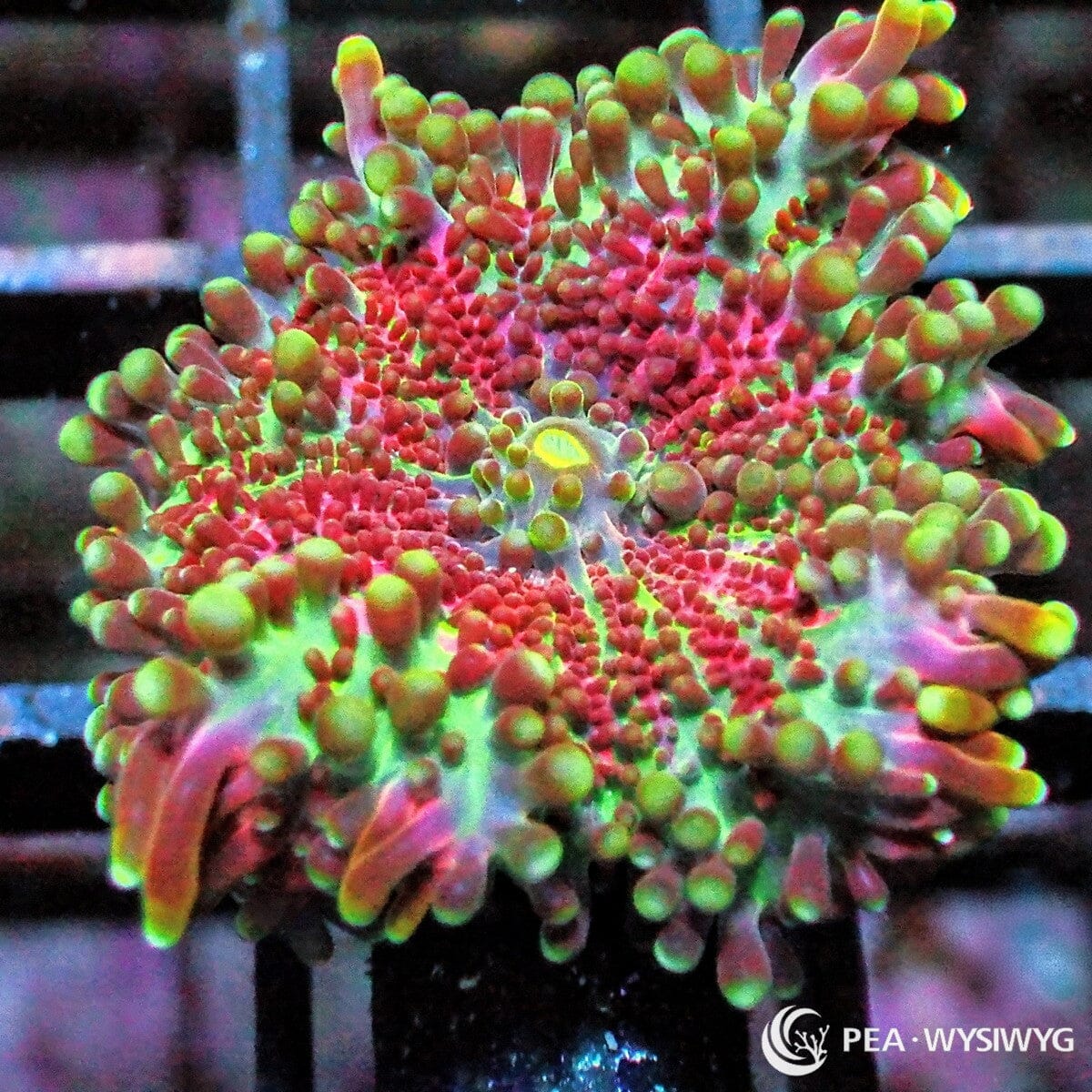 Red Pimple Ricordea Yuma Ricordea yuma WYSIWYG Premium Frag with red pink bubble-like vesicles, fluorescent green highlights, and bright central mouth.
