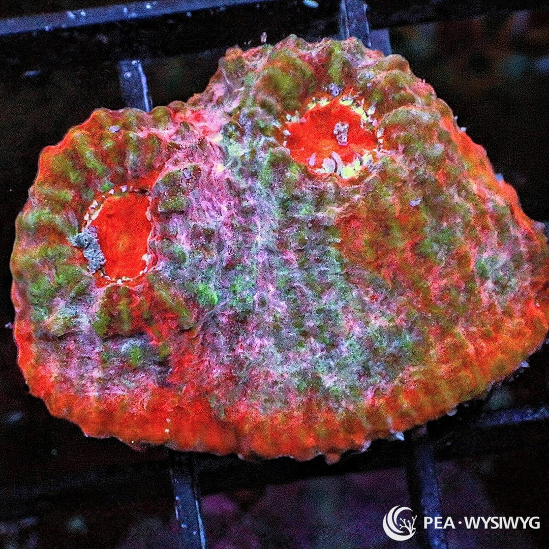 Red Pink Chalice Echinophyllia sp. WYSIWYG coral frag with red pink tissue, green mottling, pale highlights, red eyes, and textured chalice growth
