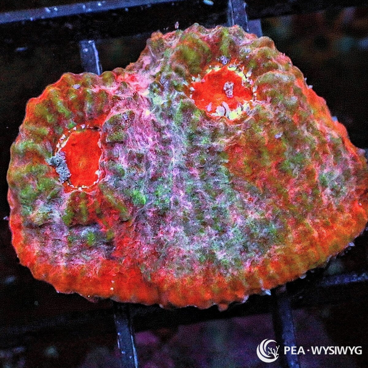 Red Pink Chalice Echinophyllia sp. WYSIWYG coral frag with red pink tissue, green mottling, pale highlights, red eyes, and textured chalice growth