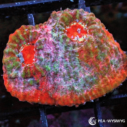 Red Pink Chalice Echinophyllia sp. WYSIWYG coral frag with red pink tissue, green mottling, pale highlights, red eyes, and textured chalice growth