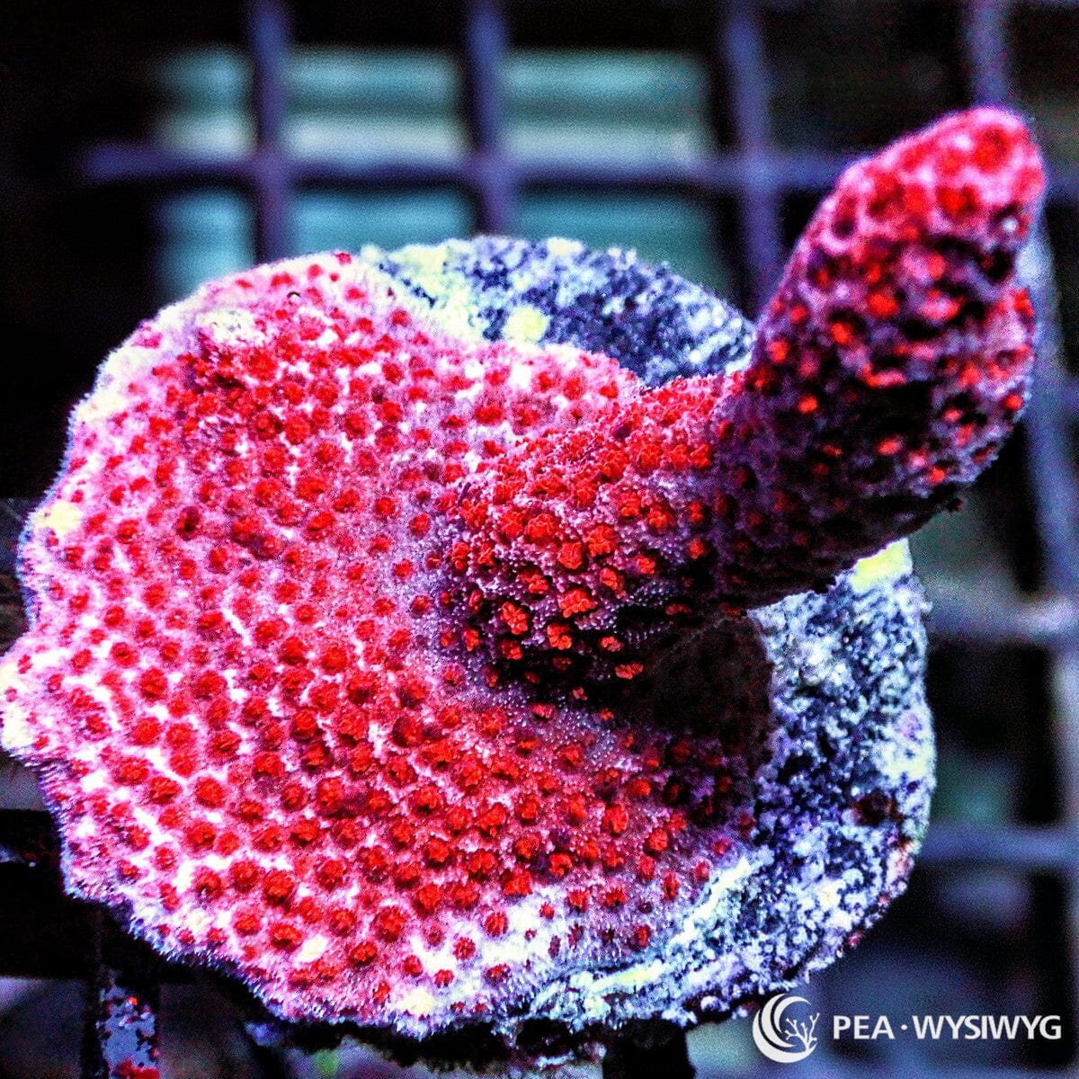 Red Polyp Branching Montipora SPS coral with red polyps and branching growth, WYSIWYG under $25 frag
