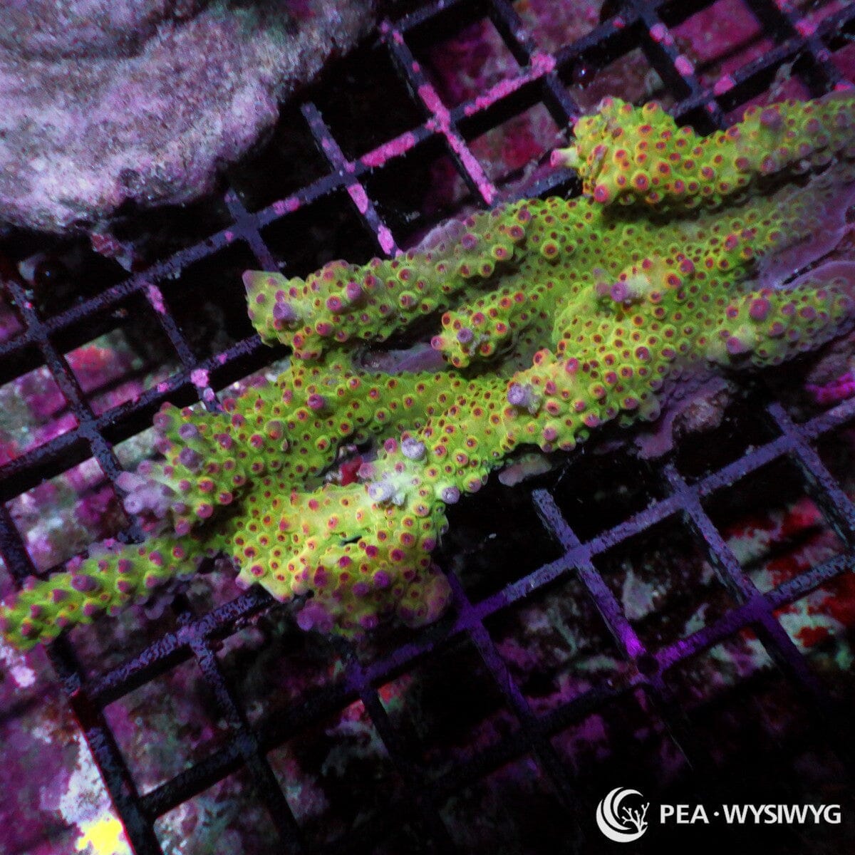 Red Polyp Chunky Christmas Tree Acropora Acropora sp. WYSIWYG coral frag with green yellow branching growth, red pink polyps, and chunky Christmas tree structure