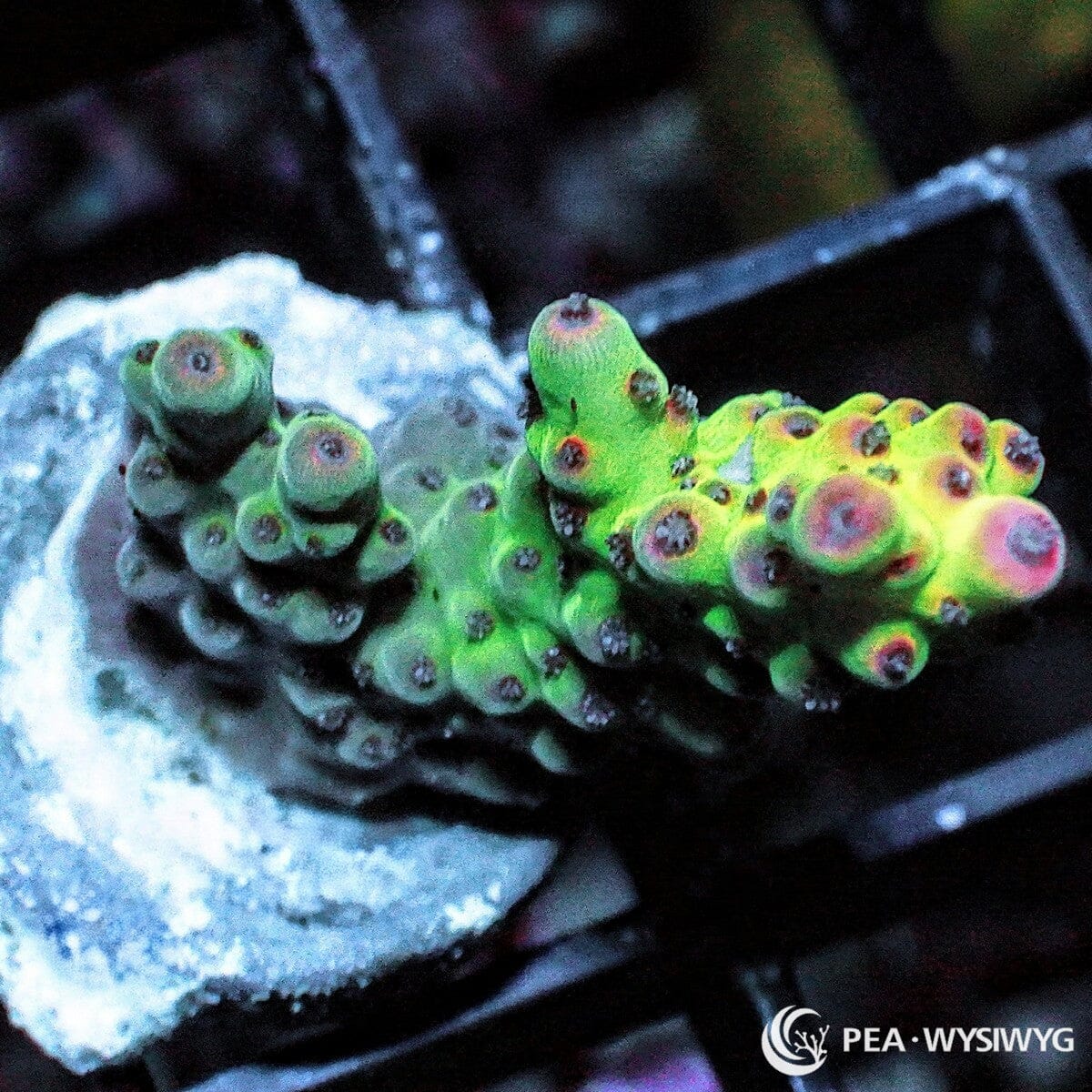 Red Polyp Green Acropora Acropora sp. WYSIWYG coral frag with bright green branches and contrasting red polyps