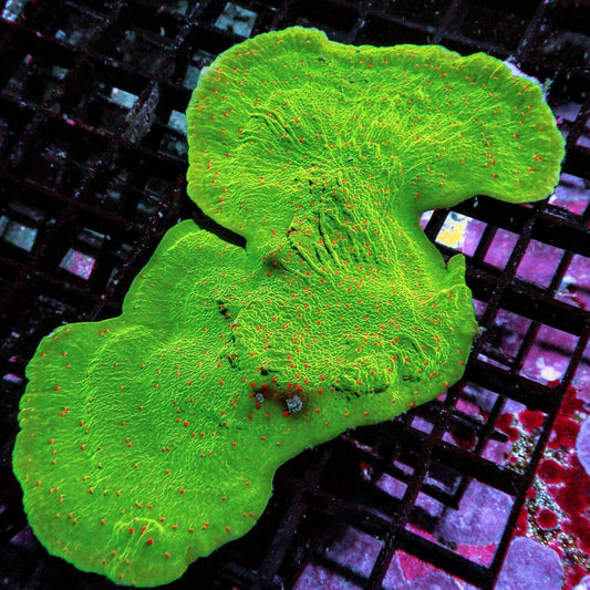 Red Polyp Grinch Plating Montipora Montipora capricornis SPS coral colony